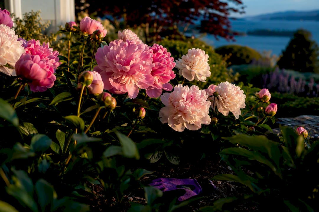 Peonies blooming in a Vancouver garden