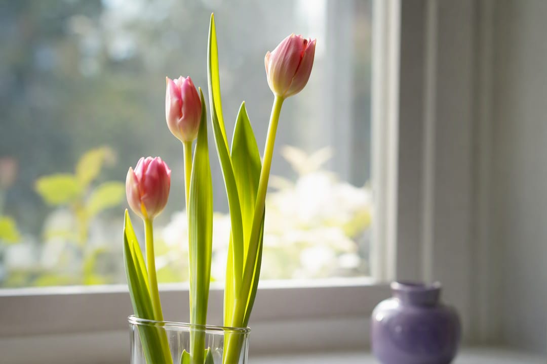 Cut tulips extending beyond vessel