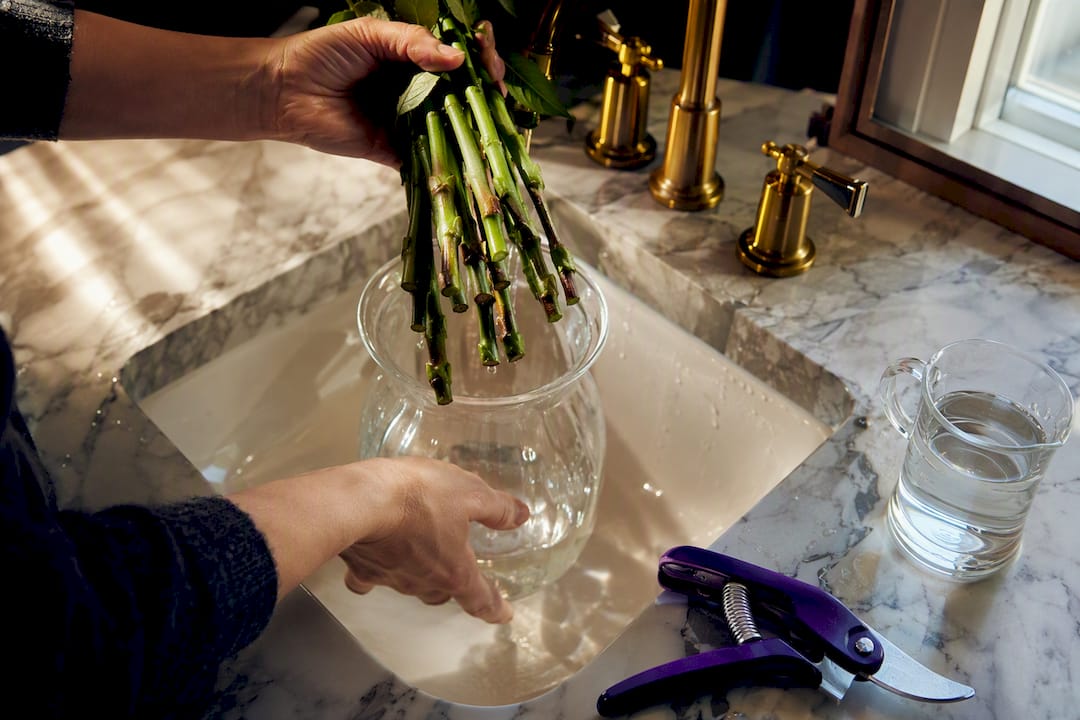 Hands changing water for cropped peony stems