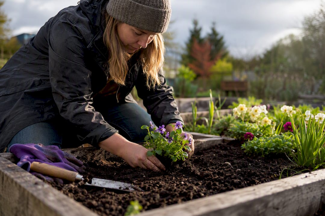 Gardener planting seasonal flowers in Vancouver