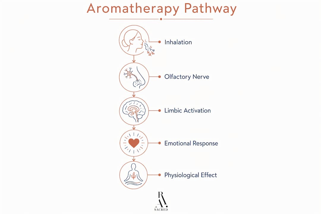 Infographic showing aromatherapy limbic system stages