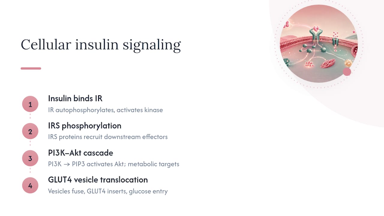 Diagram of insulin cellular signaling pathway steps