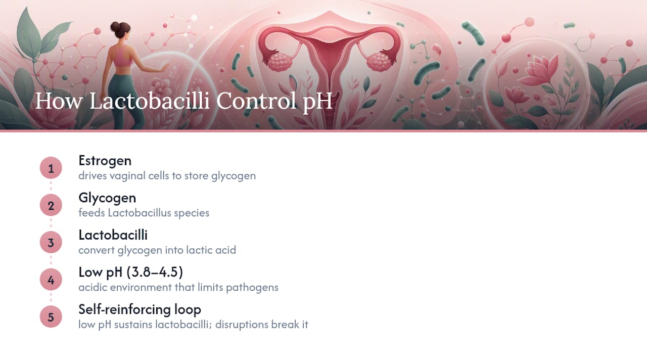 What Vaginal pH Actually Measures and Why Lactobacillus Runs the Show — overview diagram