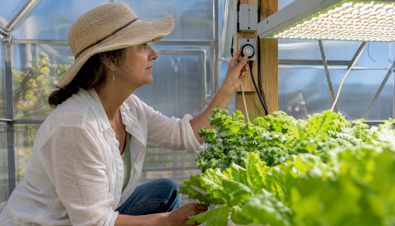 Gardener adjusting grow light timer over greens