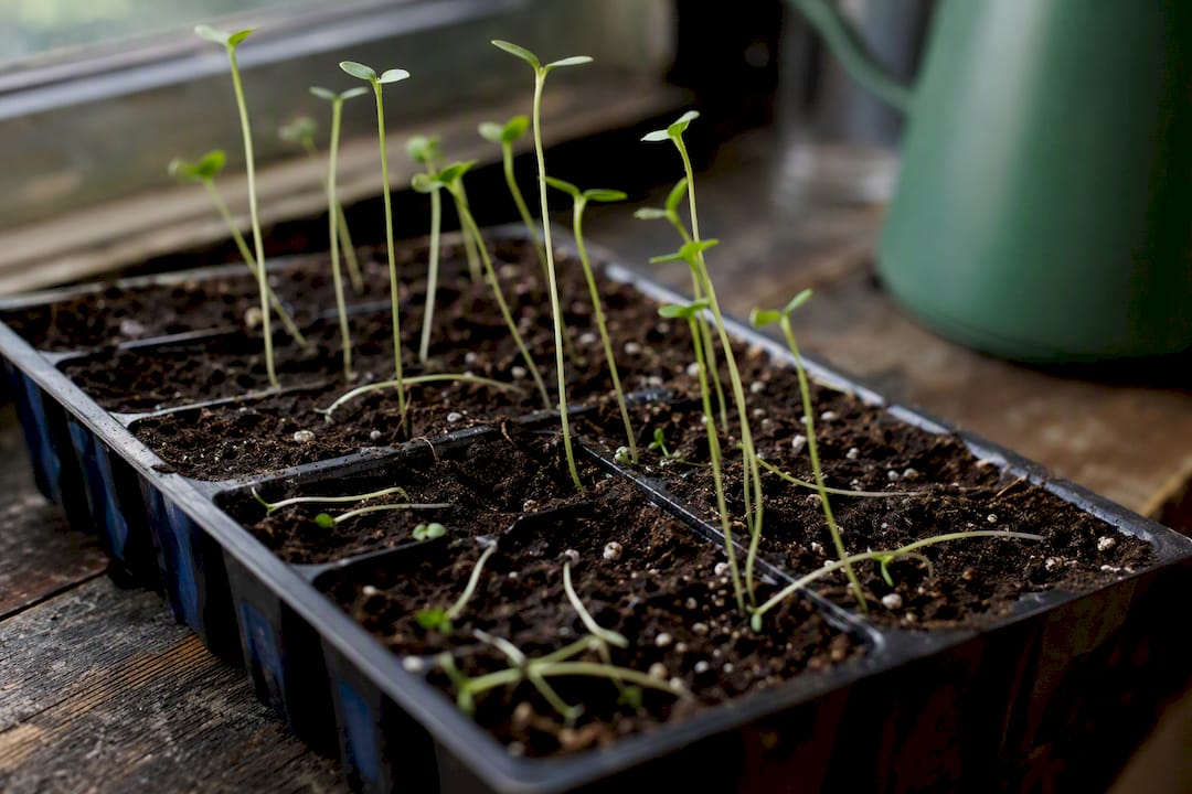 Seedlings with damping-off and legginess issues