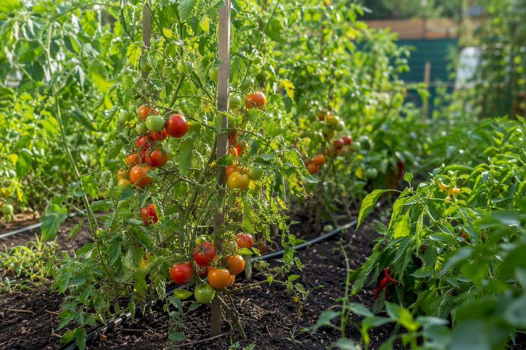 Productive home garden with ripe tomatoes and peppers