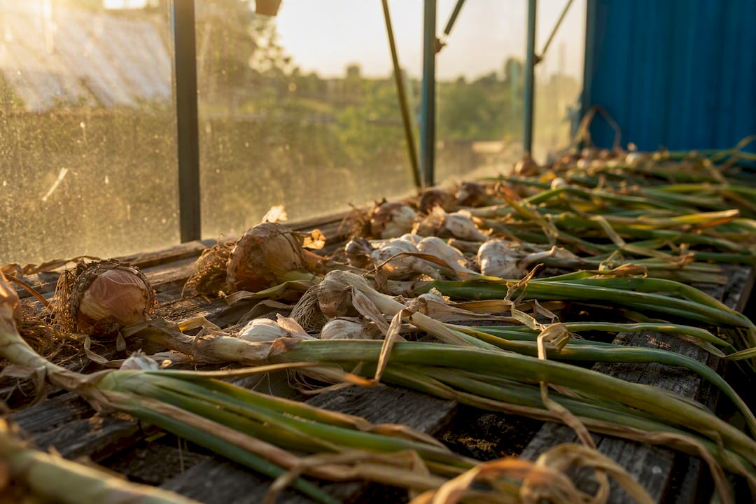 Onions and garlic curing in greenhouse