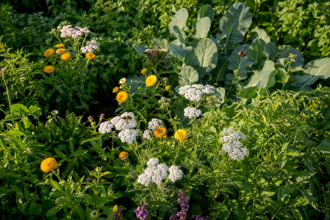 Dill and alyssum flowers attracting beneficial insects