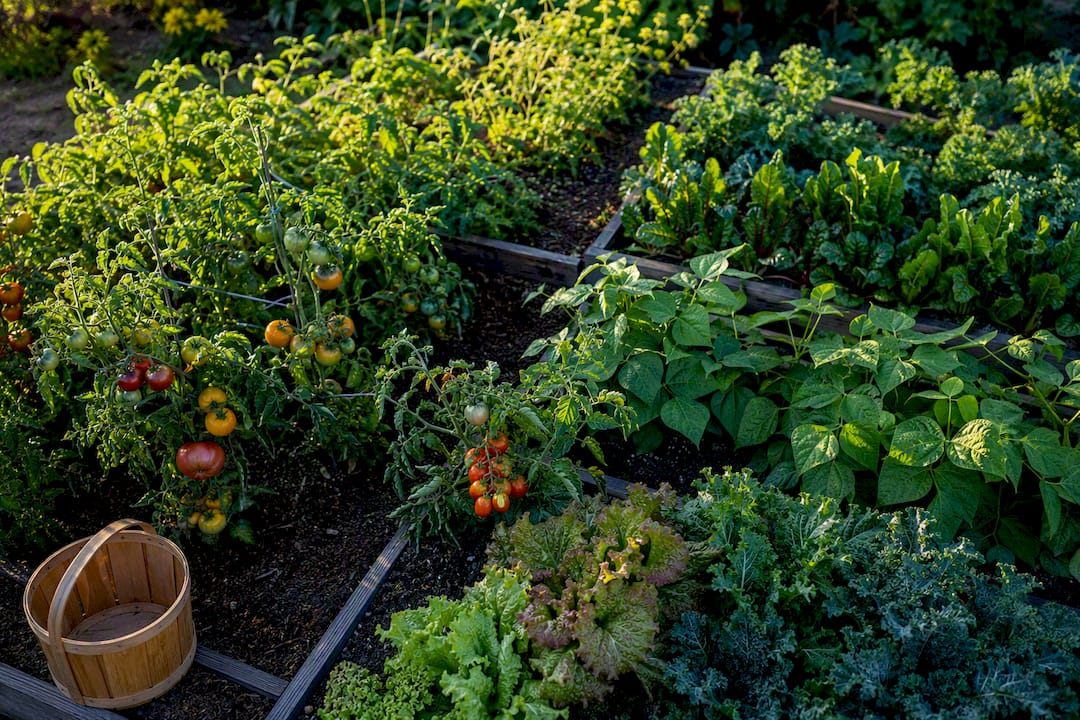 Diverse heirloom vegetables growing in garden plots