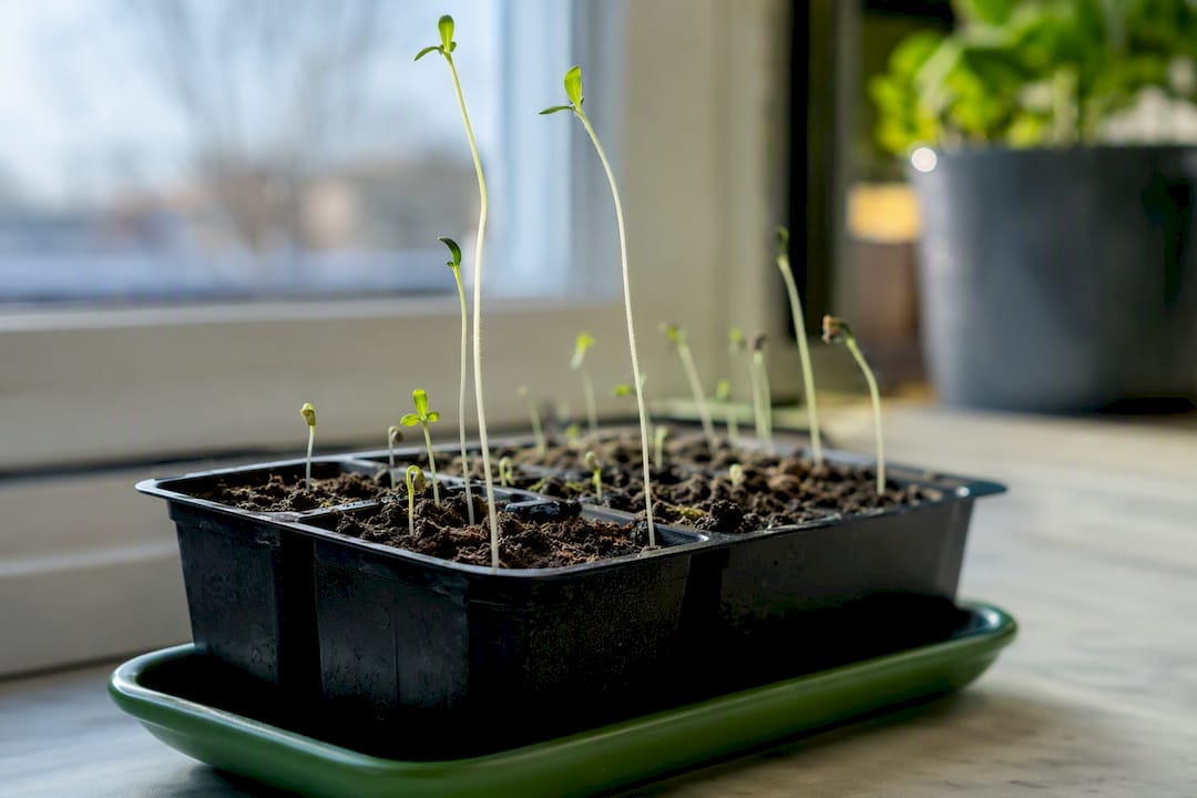Weak spindly seedlings showing poor vigor