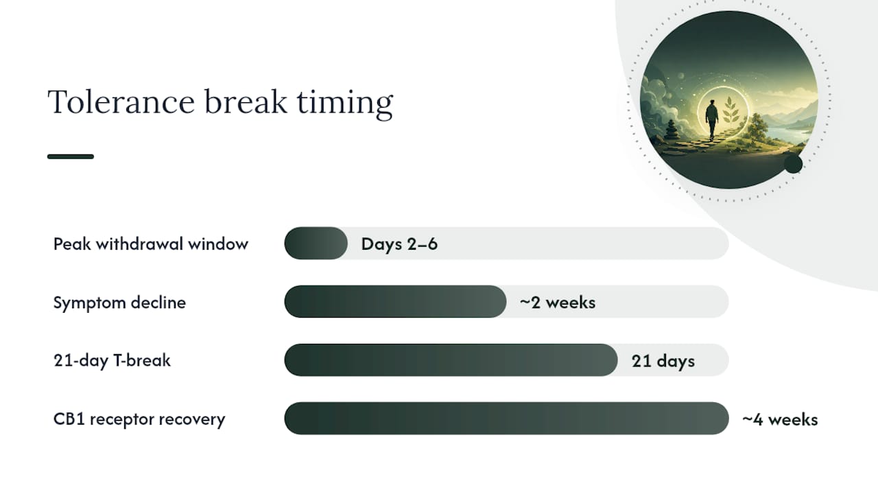 Diagram of 21-day tolerance break phases and symptom timeline