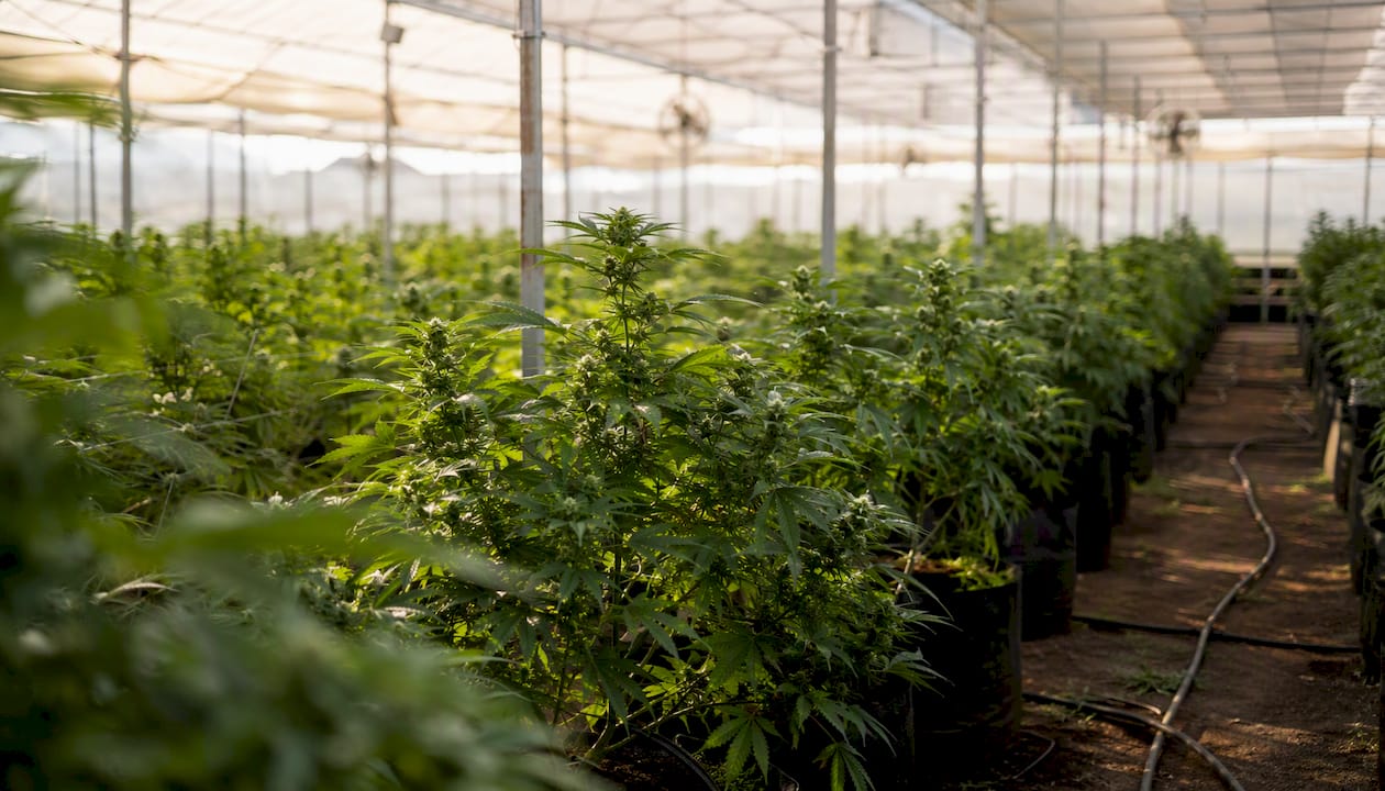 Cannabis plants growing in sustainable greenhouse