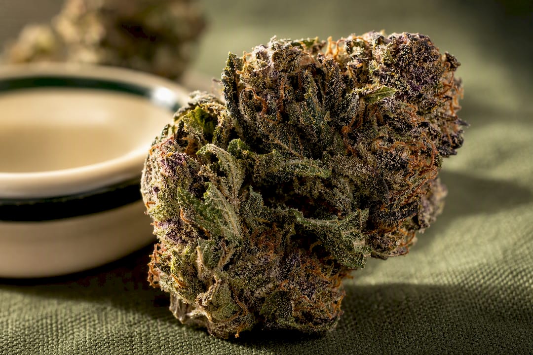 Close-up of terpene-rich cannabis flower