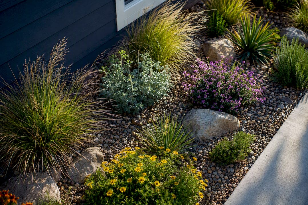 Native drought tolerant plants in mulched bed