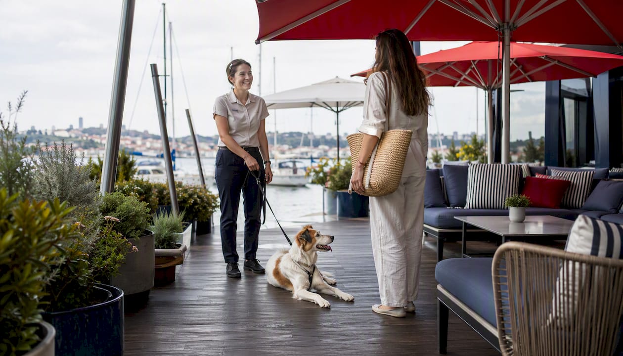 Dog waiting at Lisbon hotel lobby near marina