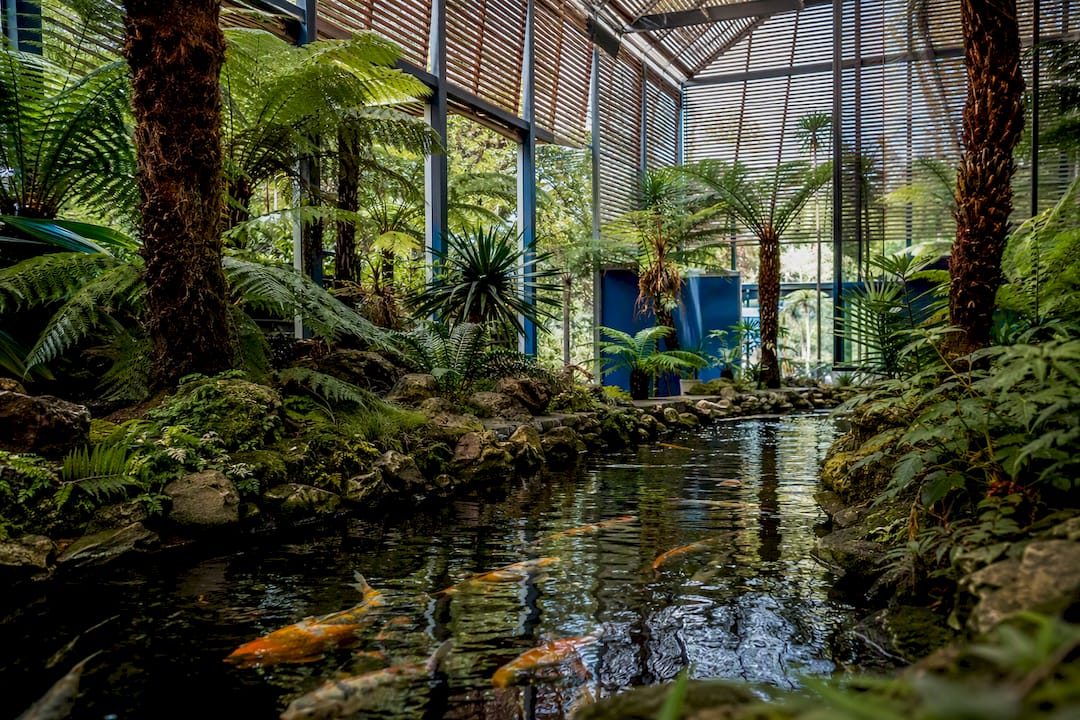 Ferns and koi pond inside Estufa Fria