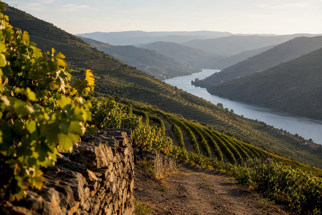 Douro Valley vineyards above the river