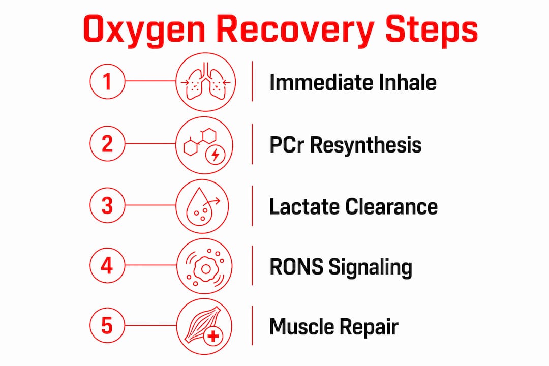 Infographic detailing oxygen roles in muscle recovery