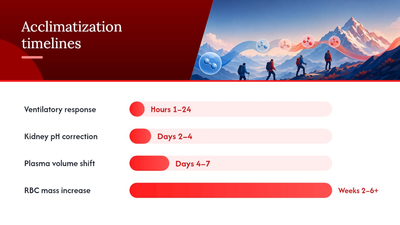 Timeline of altitude acclimatization changes