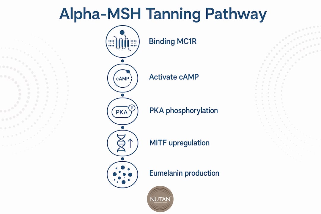 Infographic displaying alpha MSH tanning biochemical steps