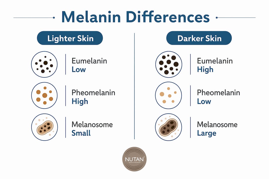 Infographic comparing melanin characteristics of lighter and darker skin