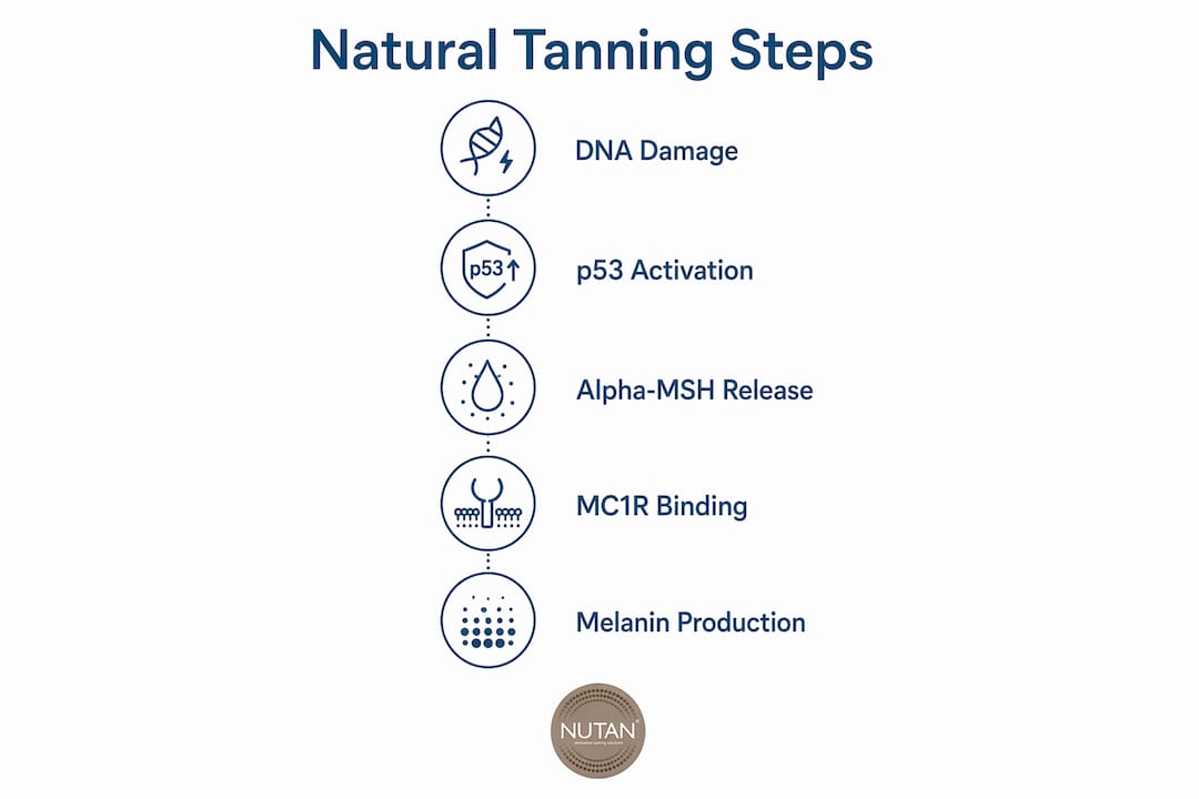 Infographic illustrating natural tanning biological steps