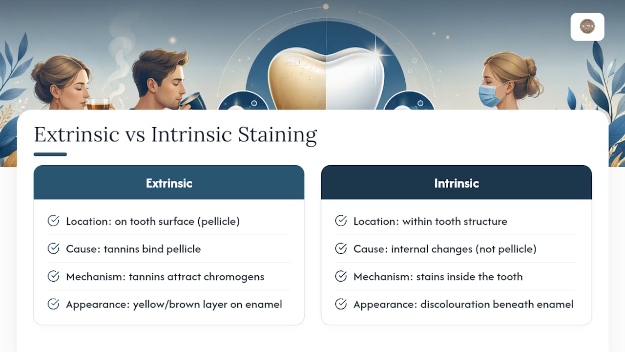 Extrinsic and intrinsic tooth stain pathways