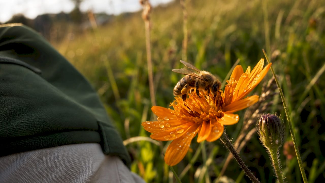 Close-up honeybee on yellow flower with stinger