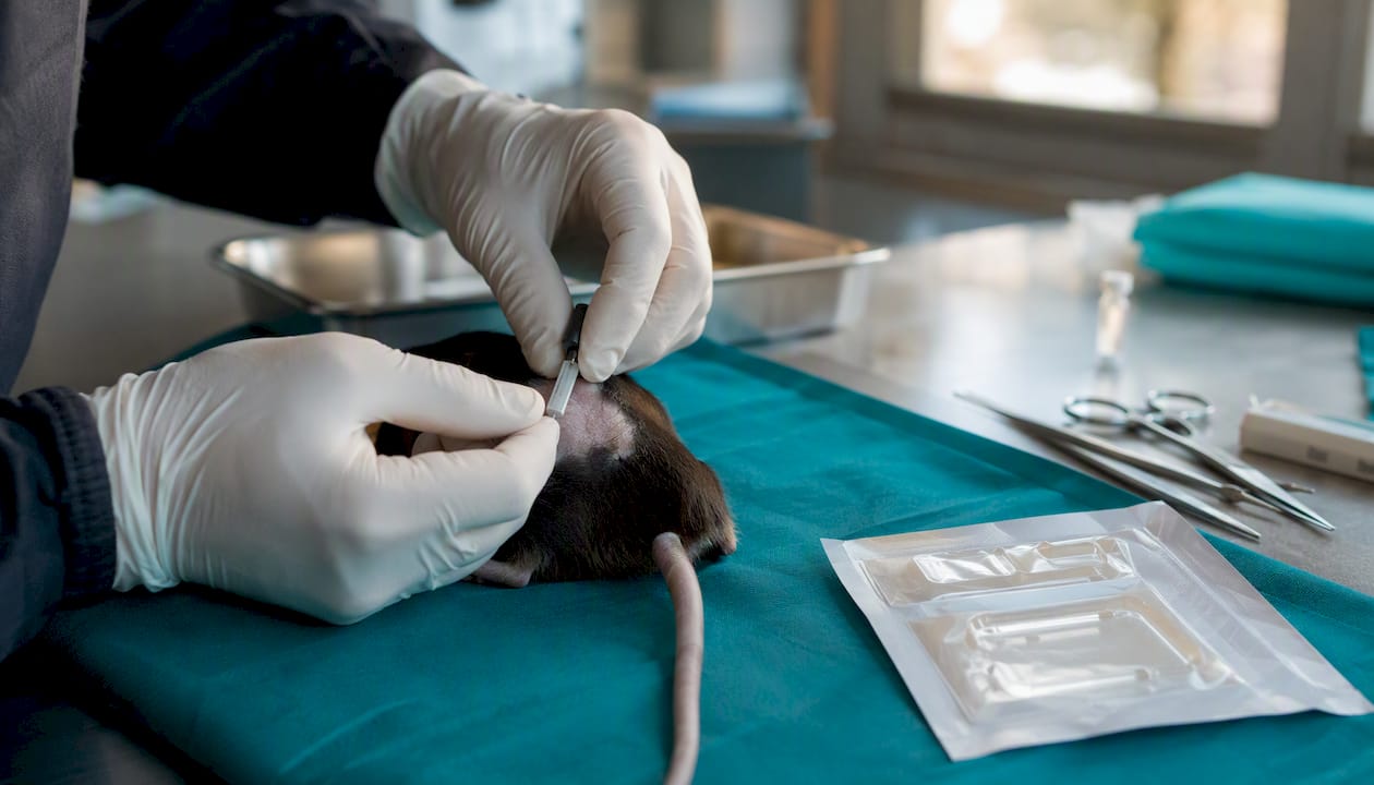 Hands implanting osmotic minipump in rodent