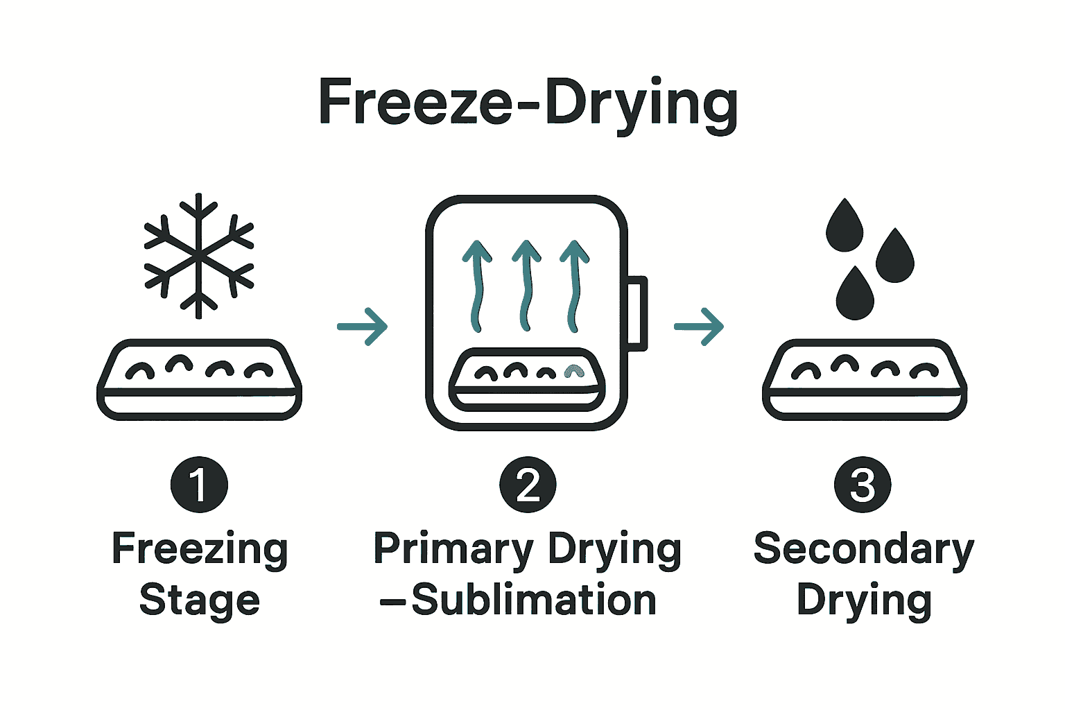 Infographic visualizing three main stages of freeze drying process