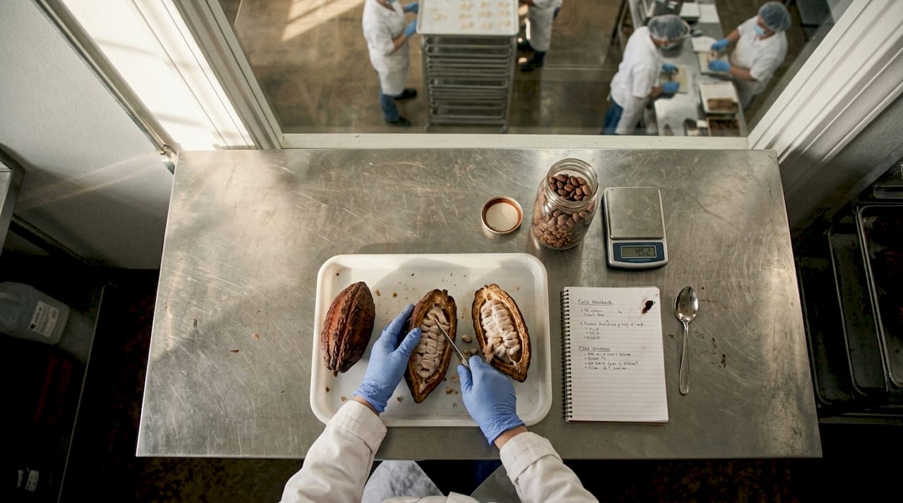Quality control inspecting cacao for candy