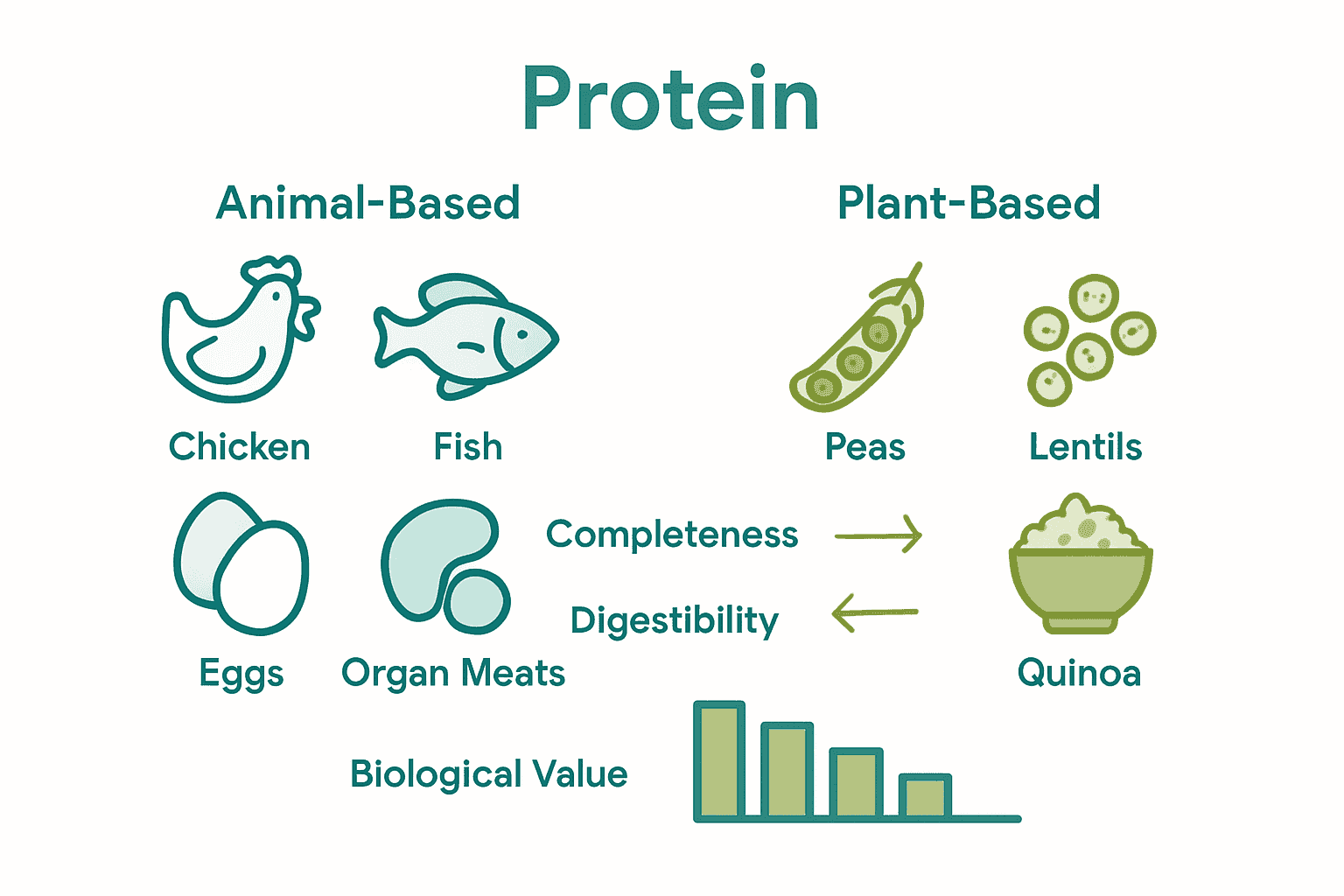 Comparison of animal and plant protein sources for dogs infographic.