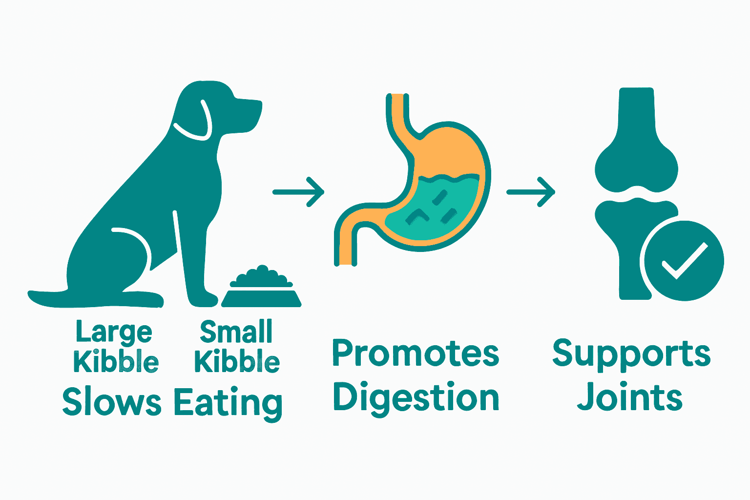 Infographic showing how large kibble improves chewing, digestion, and joint support for big dogs