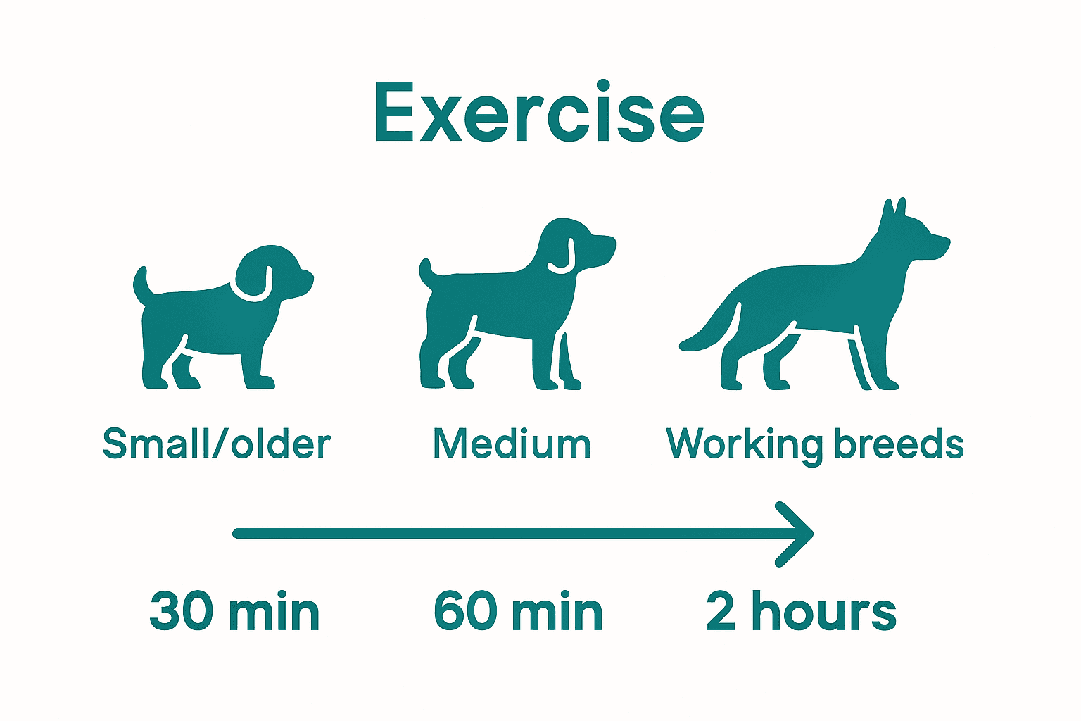 Dog exercise need comparison chart for breed size.