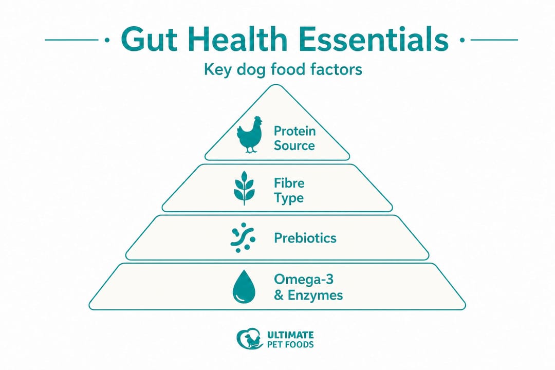 Hierarchy infographic showing key gut health factors for dogs