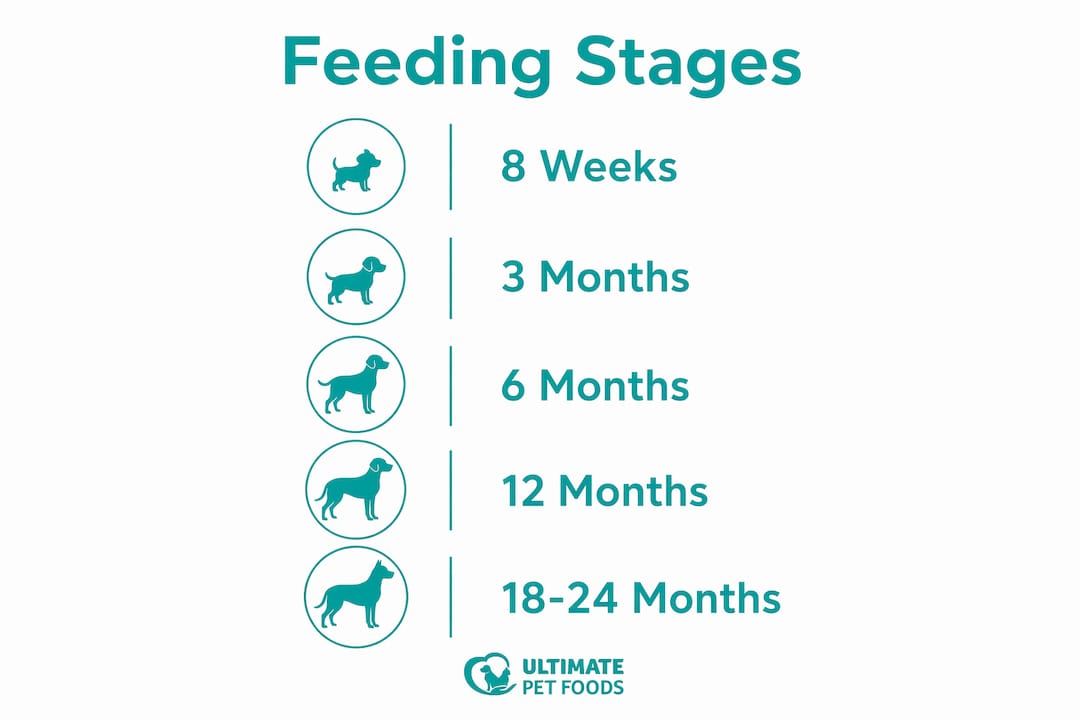 Infographic showing key feeding stages for large breed puppies