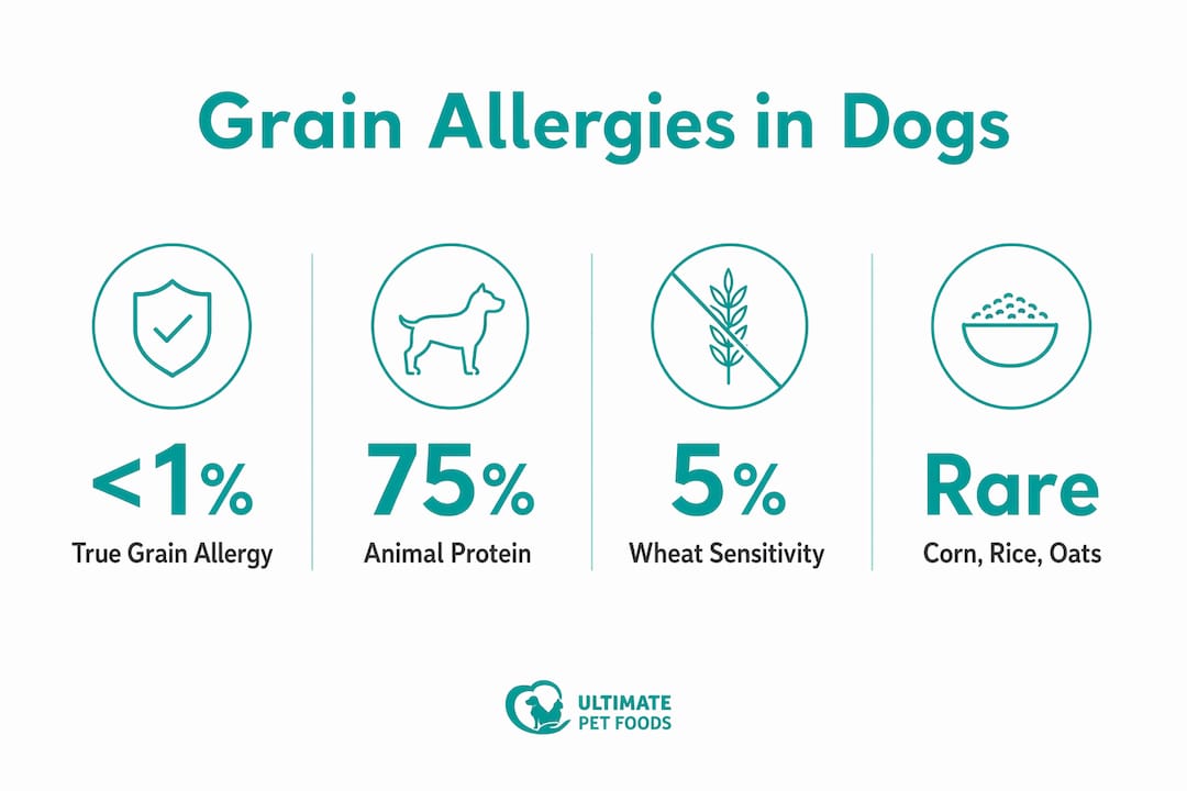 Infographic showing grain allergy statistics in dogs