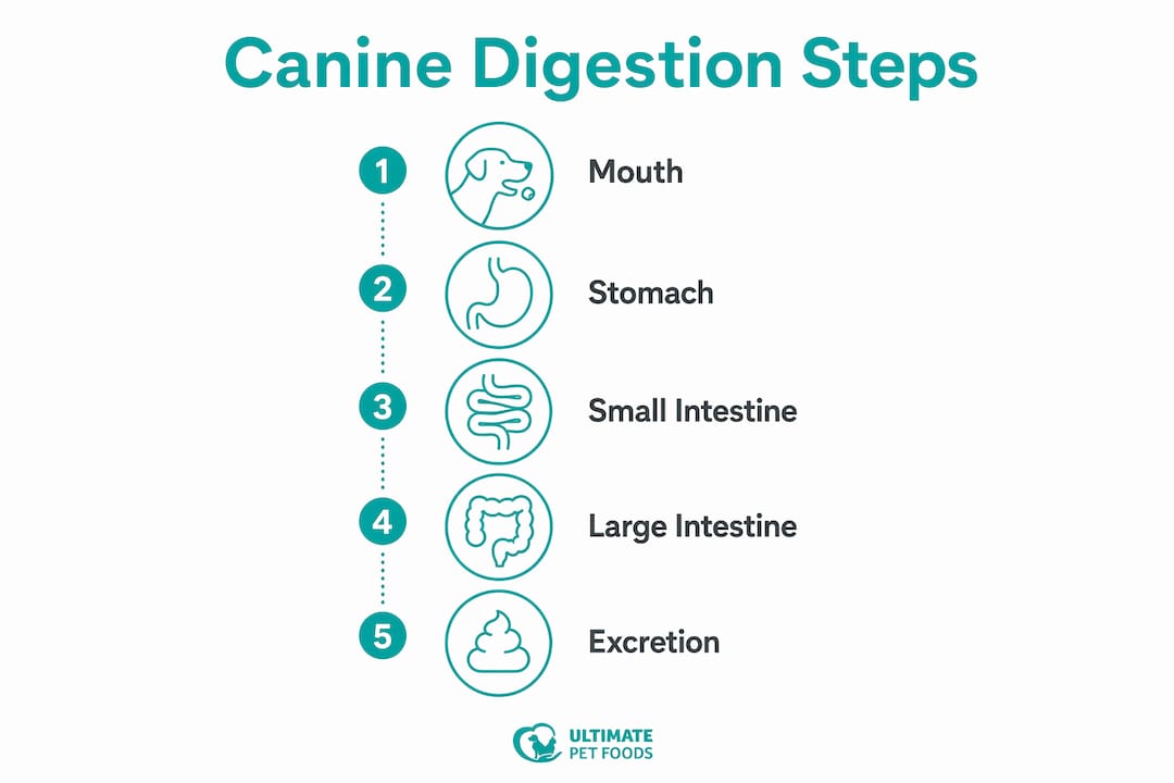Infographic illustrating canine digestion steps