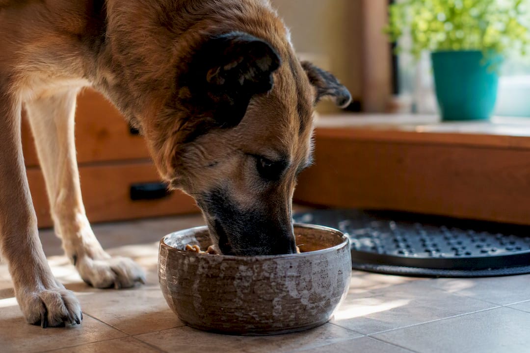 Dog eating slowly from a bowl