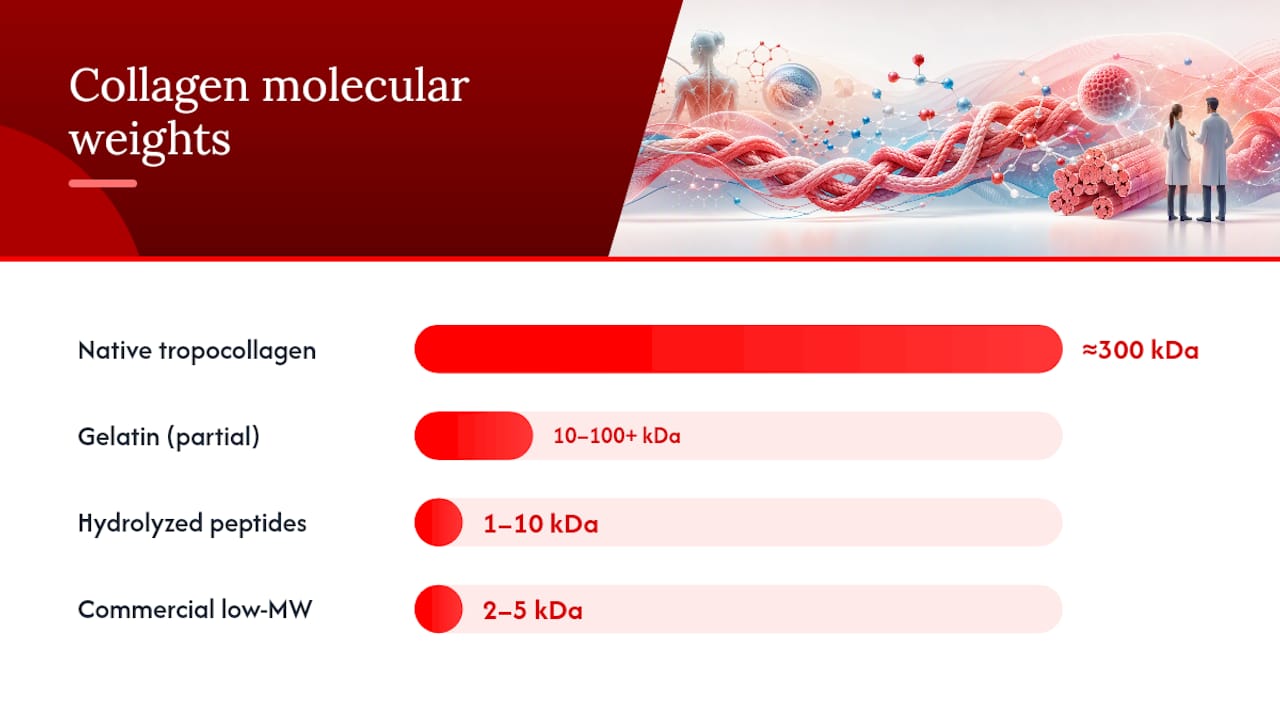 Native collagen hydrolysis into smaller peptides