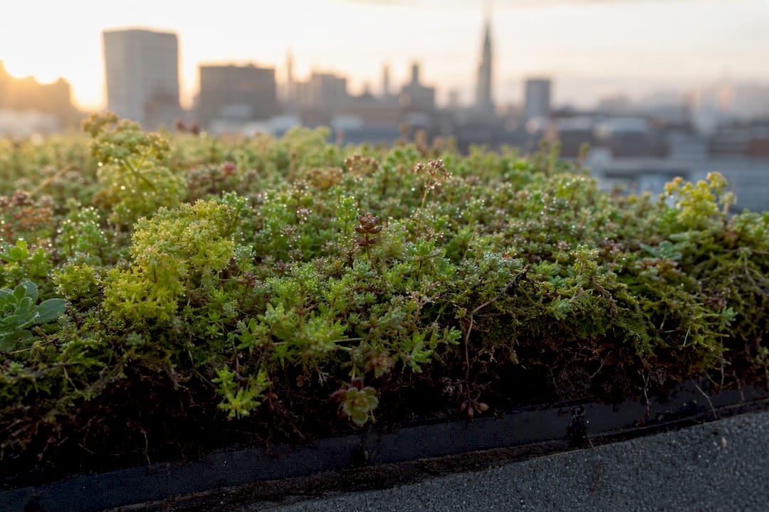 Close-up van verschillende planten op een groen dak