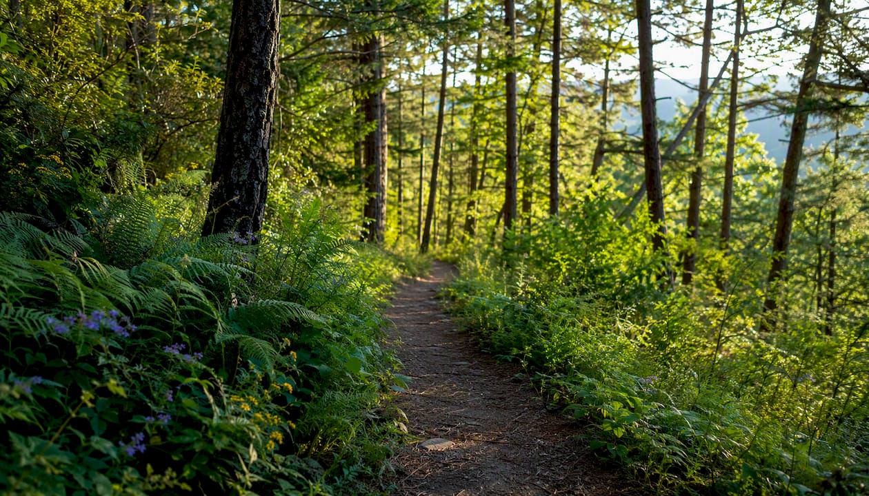 Forest hiking trail in Rockfish Valley