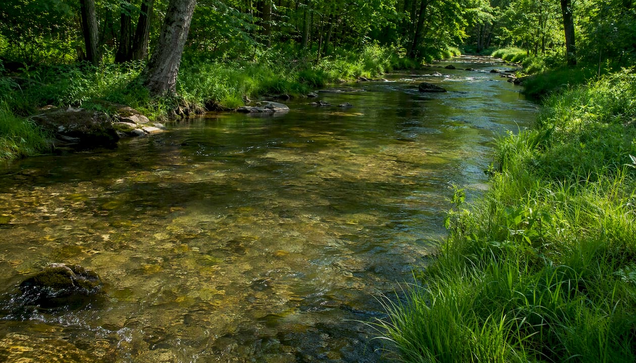 Clear Mossy Creek stream with brown trout