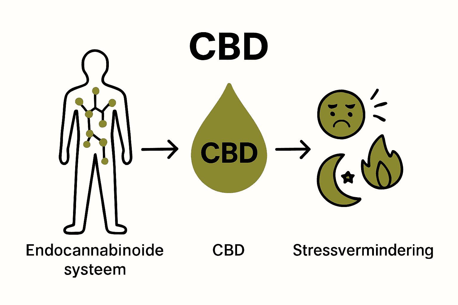 Infographic over werking van CBD in het lichaam