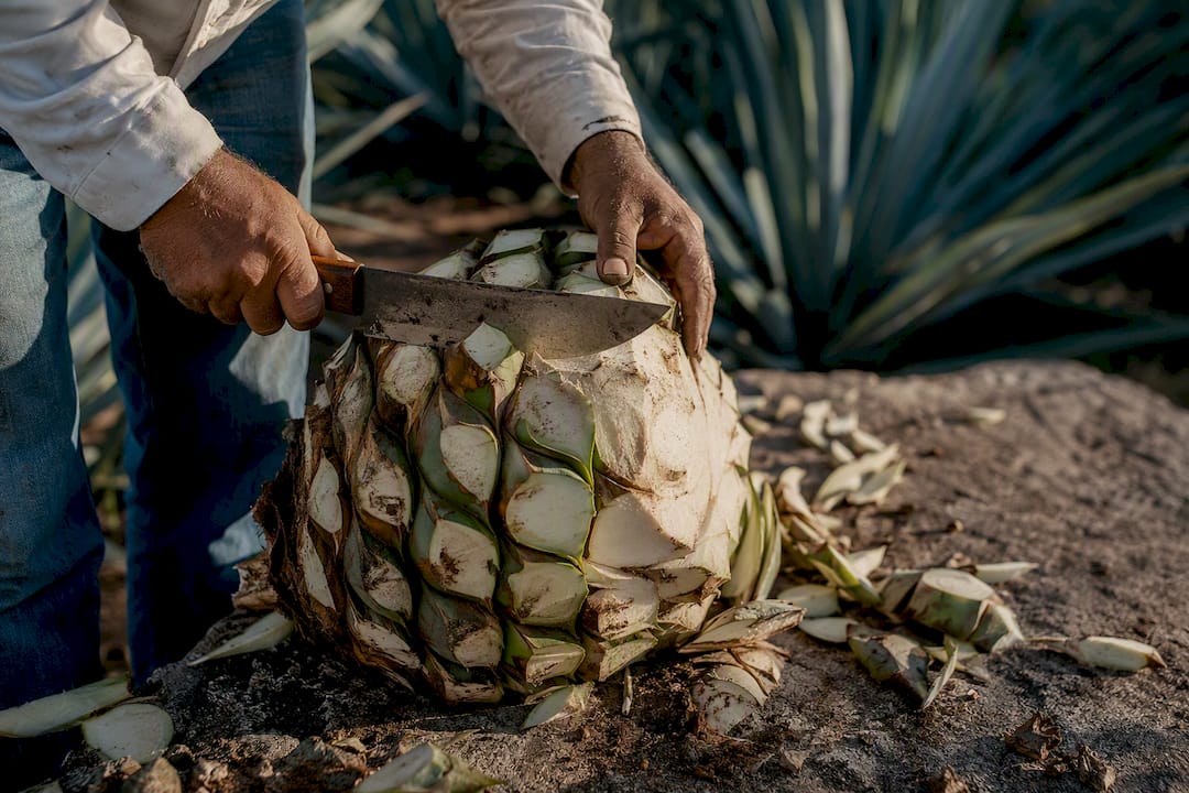 Jimador hands stripping agave leaves with machete