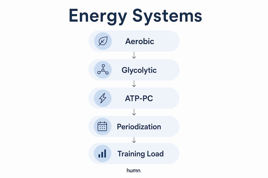 Infographic illustrating energy systems and training workload distribution