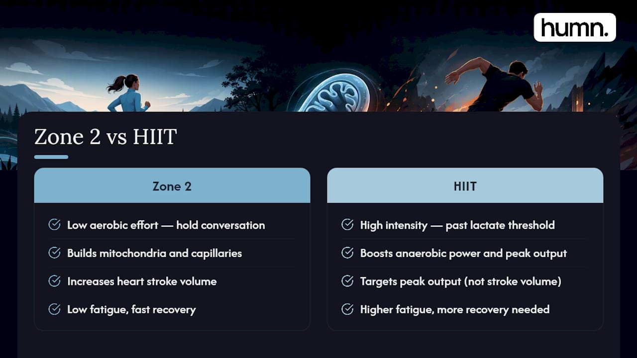 Zone 2 and HIIT training comparison