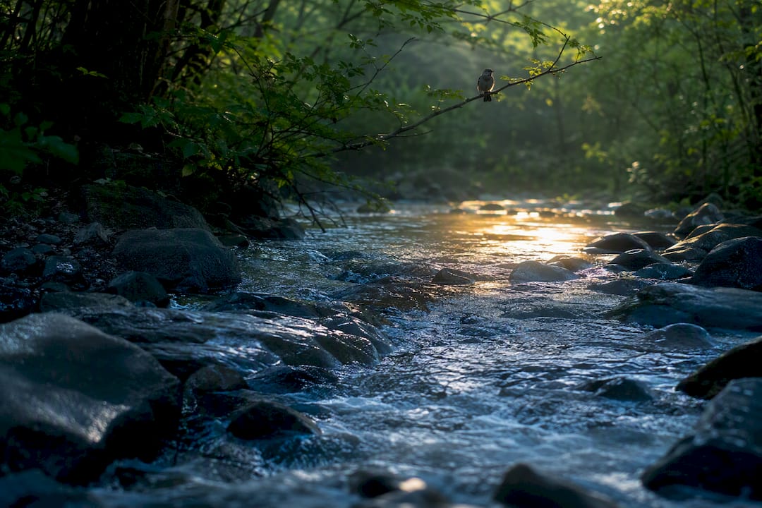 Woodland stream and songbird representing nature sounds
