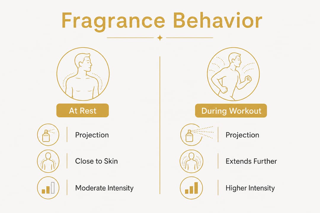 Infographic comparing perfume projection at rest and during workout