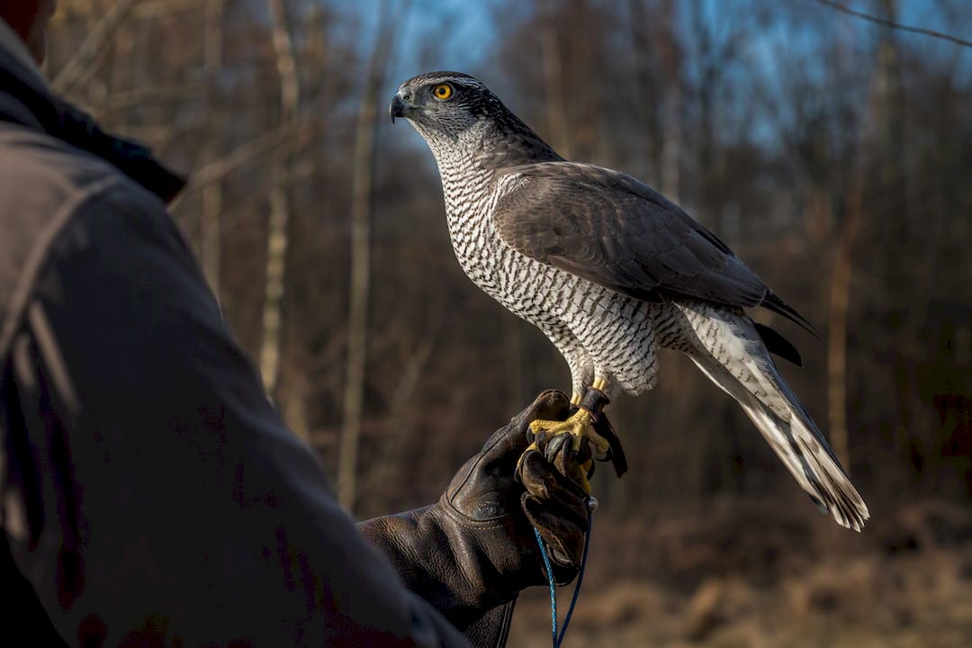 Goshawk perched during a falconry training session